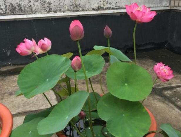 怎样种植碗莲荷花,荷花怎么养成碗莲