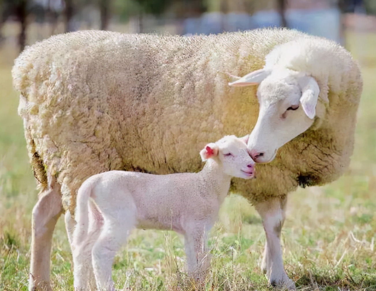 母羊流产的原因与处理方法,母羊流产的最佳治疗方法