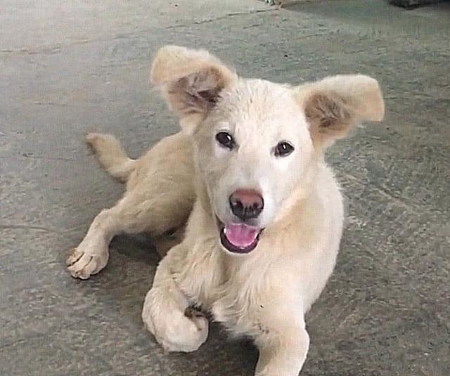 男子花50元买的土狗,800买一只土狗长大后发现错得离谱