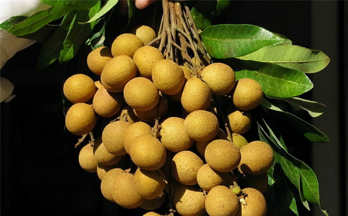 龙眼健身作用是什么,龙眼养生保健