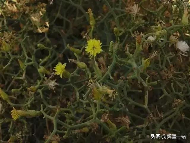 新疆的特殊植物,新疆戈壁上常见的植物