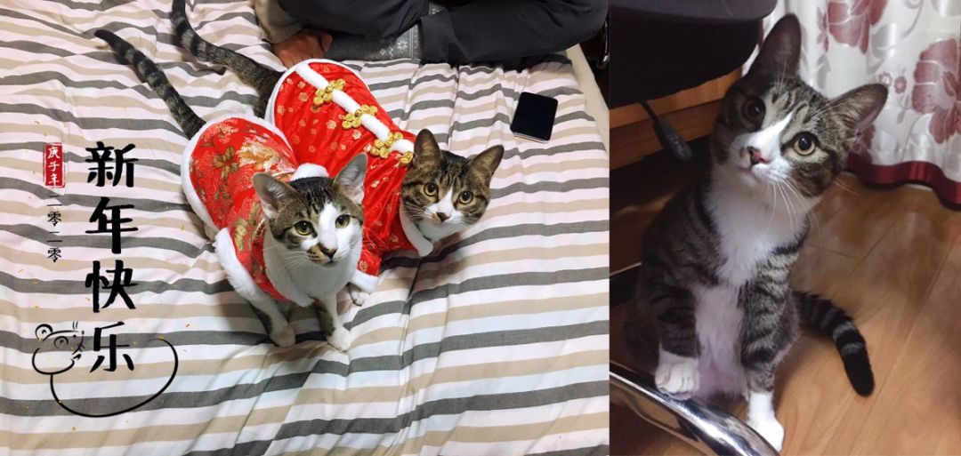 支付宝硬核技术,支付宝的神秘面纱