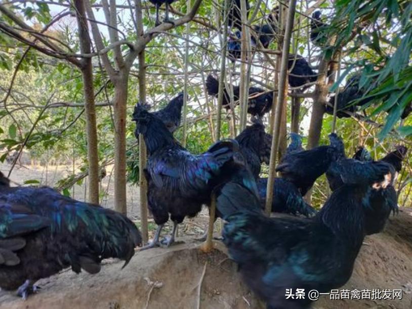 养殖黑乌骨鸡,什么乌骨鸡最好养