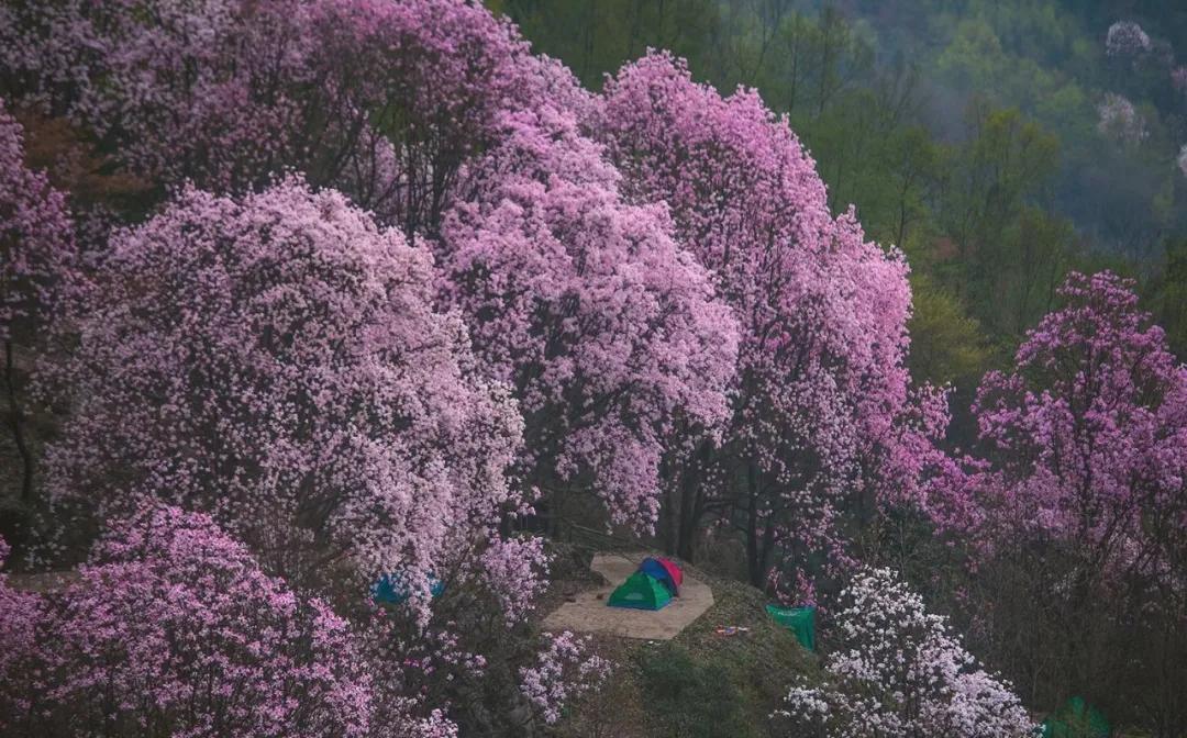 李子柒家乡成旅游景点,李子柒乡愁