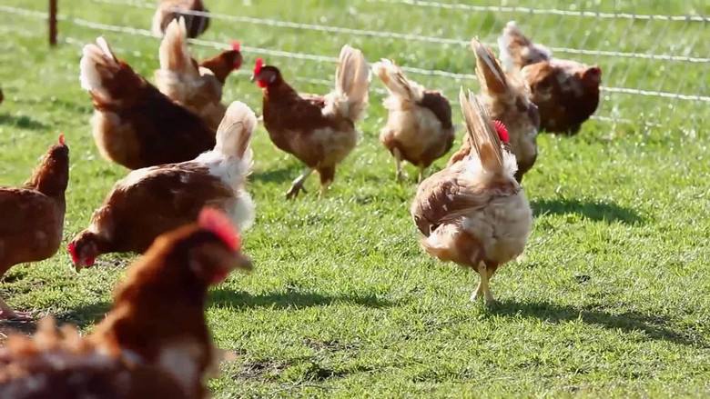 家庭农场农民补贴申请流程,2022年家庭农场申请补贴