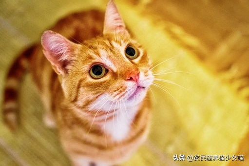 新手养猫指南铲屎官必看,铲屎官必须知道的养猫小技巧