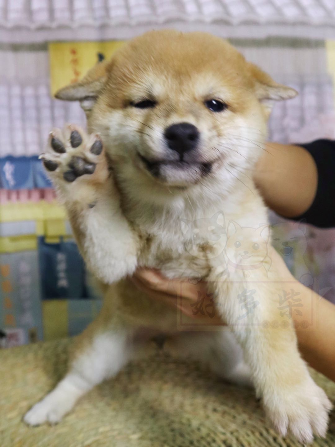 如何判断柴犬犬舍正规,犬舍柴犬靠谱吗