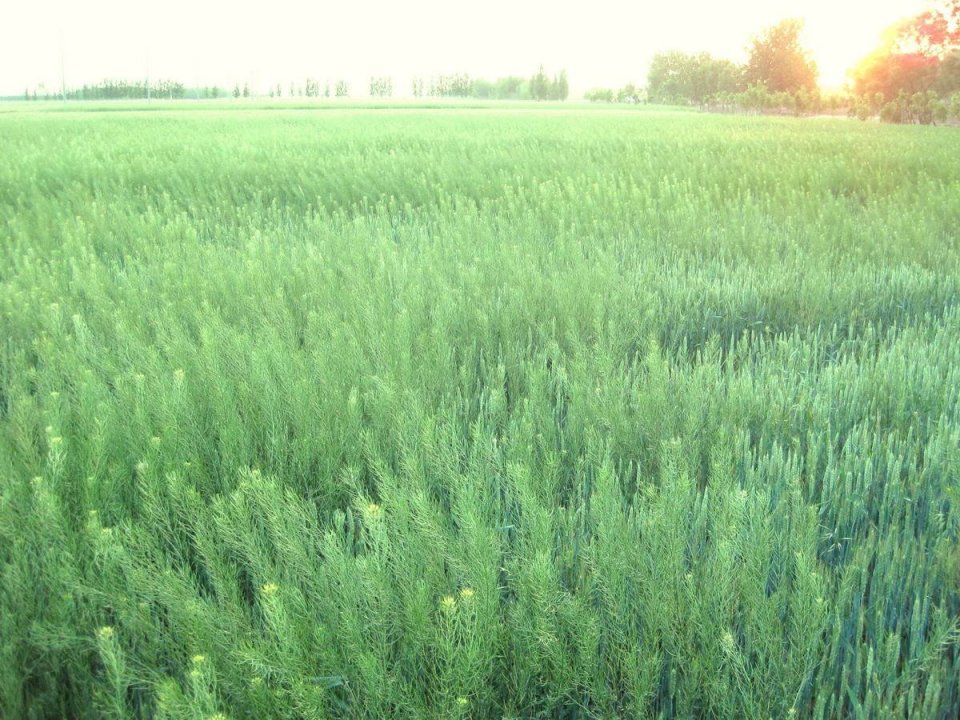 野菜苦苣菜的功效与禁忌,野菜山茄子的功效与作用禁忌