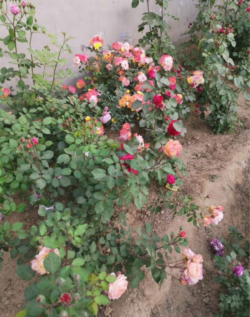 花园养的花被人偷去了好吗,养了几年的花被人偷了