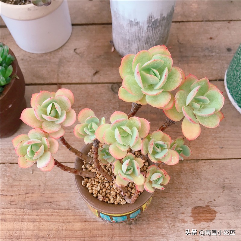 达人养多肉：2000块的肉肉，养了6年，这是“韩版”多肉
