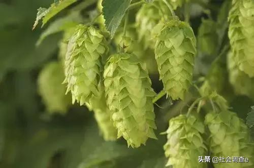 中国最好喝的啤酒免费,中国最好喝的10大啤酒排名