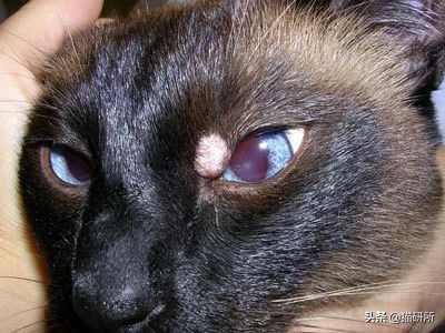 猫咪身上长包包怎么办,猫咪的面部神情跟铲屎官有关系