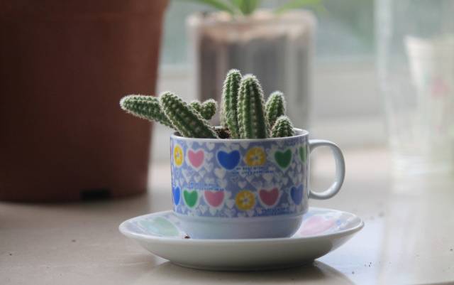 家里花瓶插花放点什么,创意养花花瓶