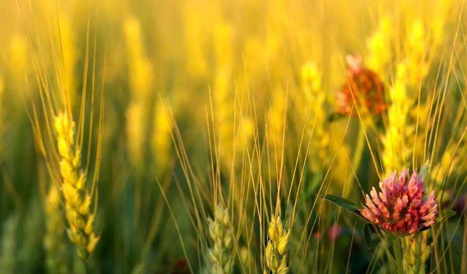 风吹麦浪诗词七绝,风吹麦浪诗词原创