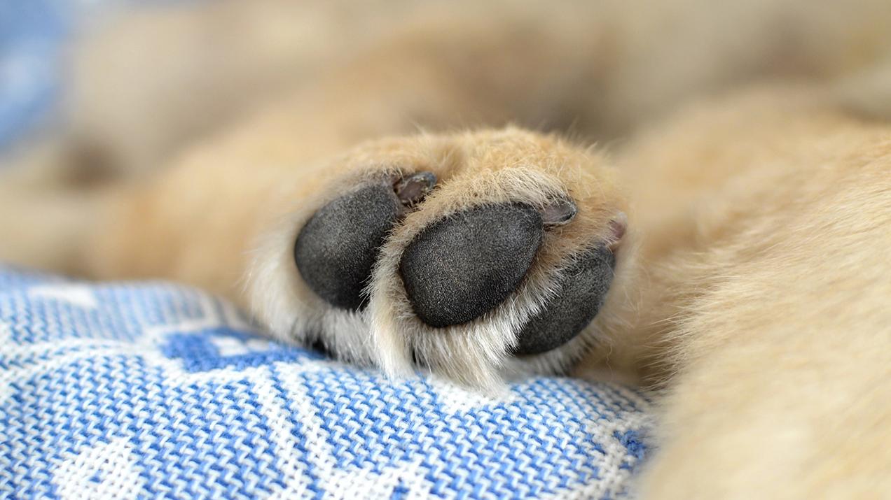 狗狗皮肤病识别图解,狗狗皮肤病一定要知道的