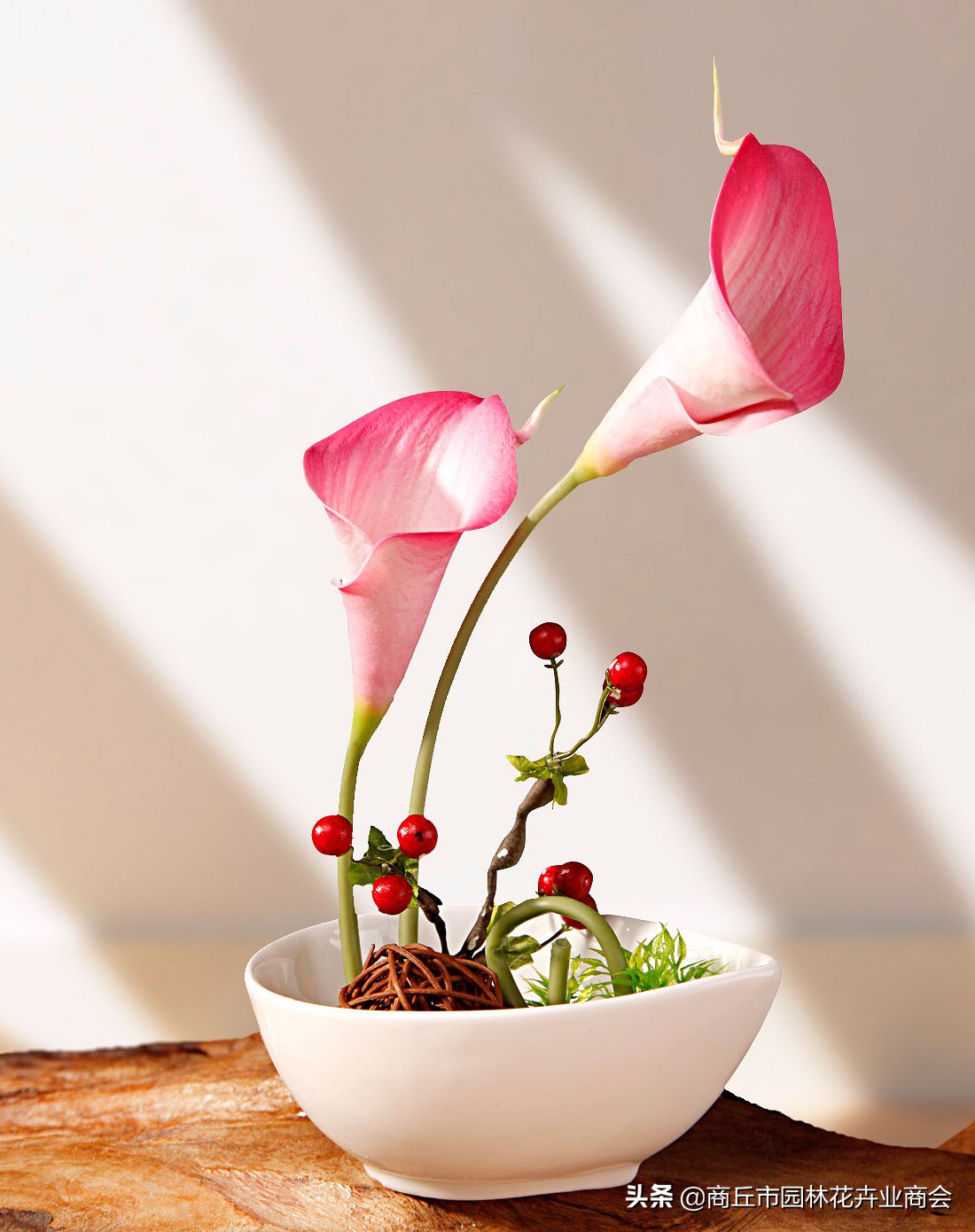 马蹄莲有什么病虫害,马蹄莲的病虫害有哪些