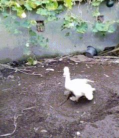 可爱小姐姐搞笑动图图片,搞笑动图小姐姐你引起了我的注意