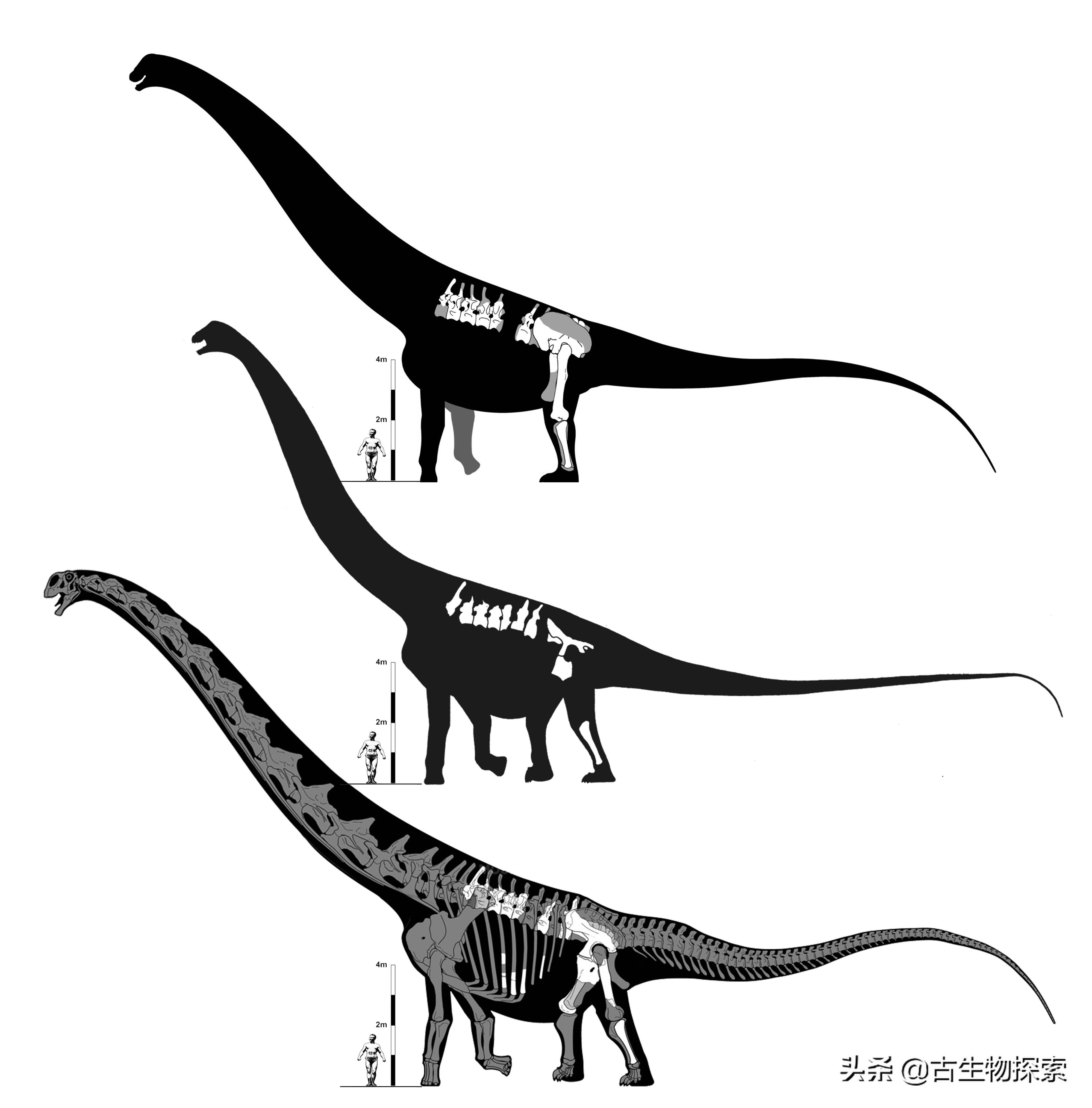 蜥脚类恐龙前十视频,蜥脚类恐龙排名