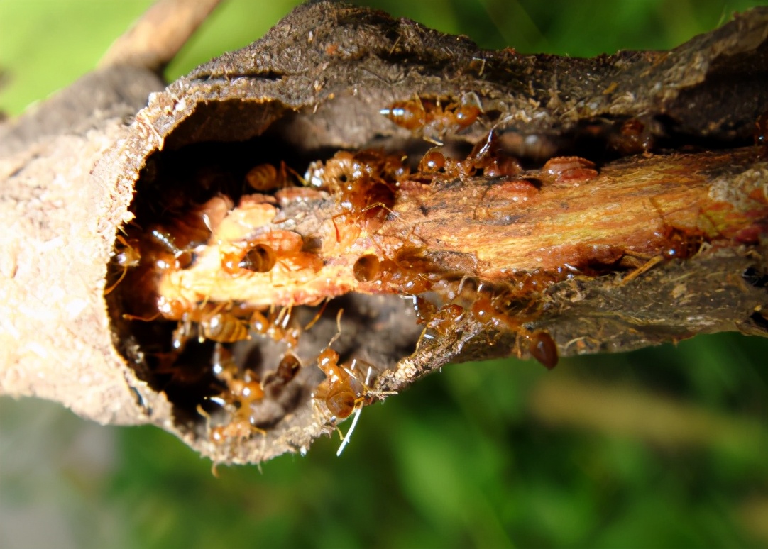 广西红火蚁已经蔓延到什么地方,红火蚁现在蔓延到哪些省