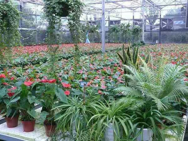 农村创业可考虑这三个项目,农民创业做什么项目有前景