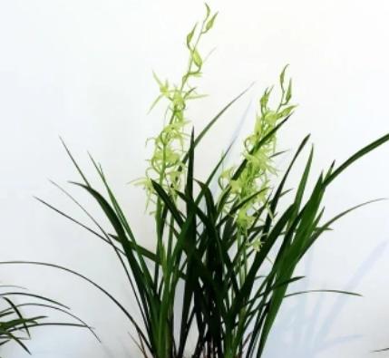 最好的兰花品种图片及名称大全,各种兰花品种详细介绍大全