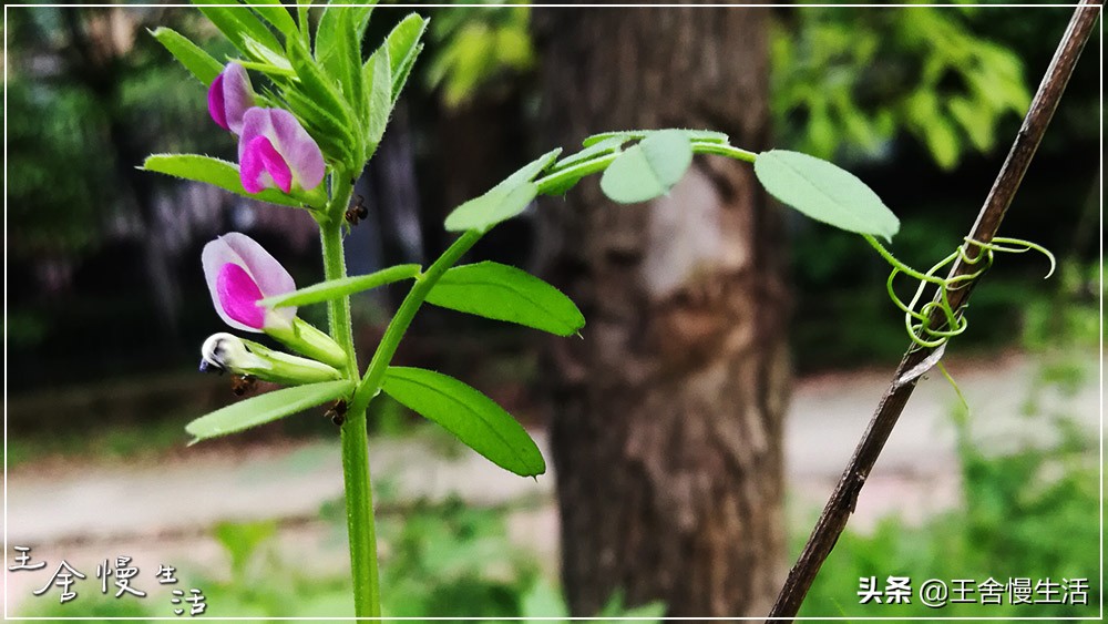 不要看不起农村,不要看不起耕田的人