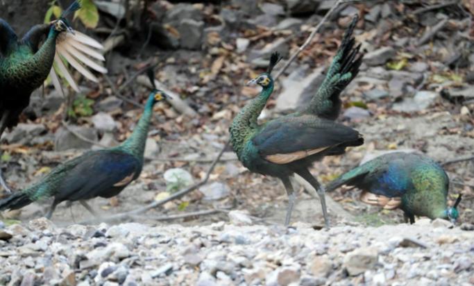 野生濒危动物绿孔雀现身孔雀之乡,绿孔雀濒危物种