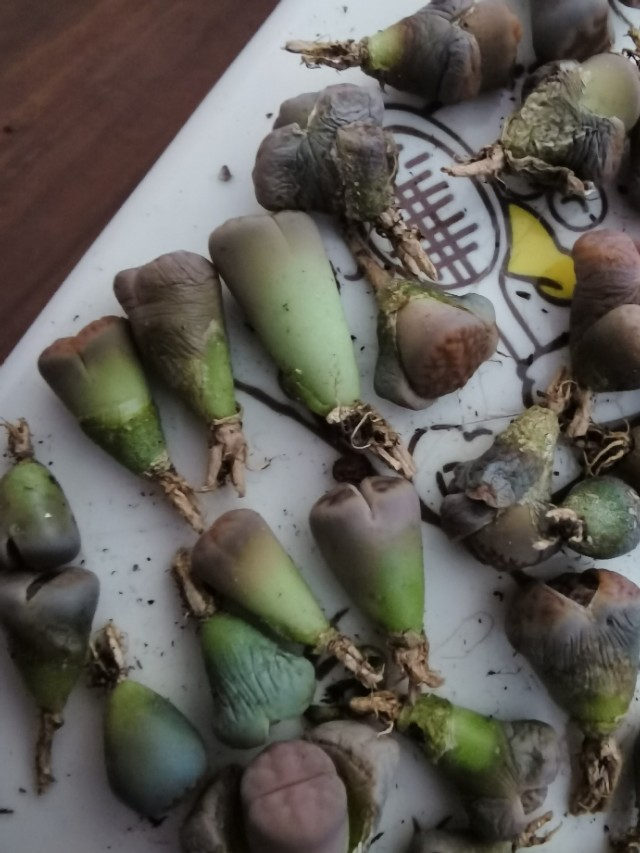 生石花网上购买靠谱吗,网购的生石花特别干巴怎么办