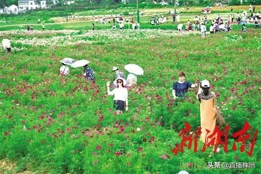 湖南日报最新新闻报道,湖南日报视频