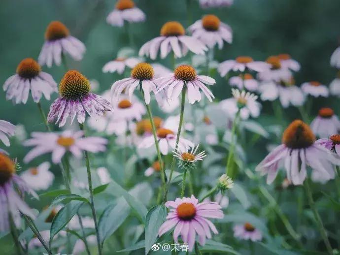 小央美的图片,小央美画作品欣赏