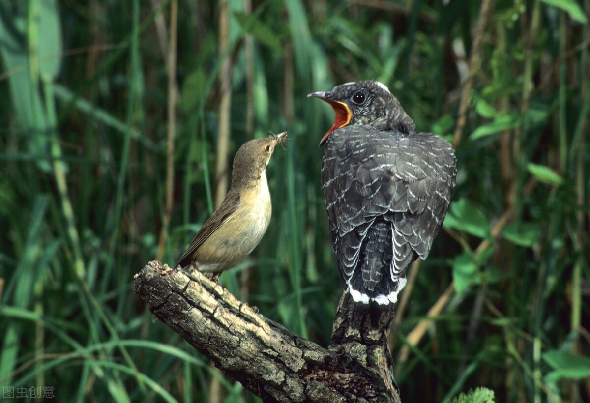 映山红与子归，杜鹃啼血，子归哀鸣