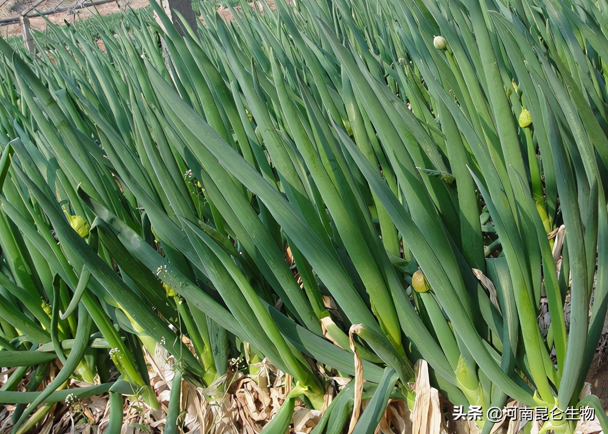 大葱根腐病和软腐病怎么用药,大葱根腐病怎样彻底根除