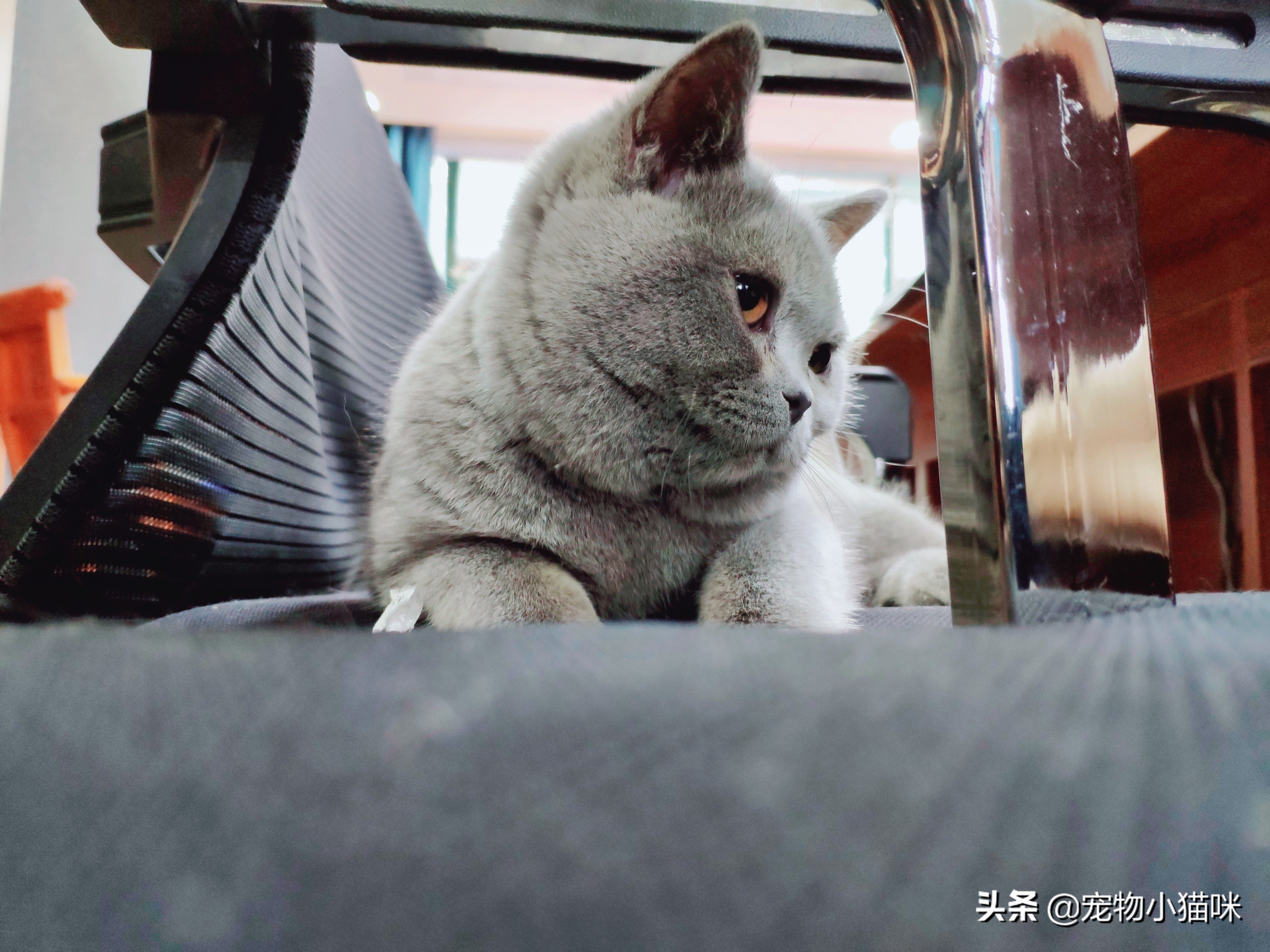 为什么小猫长大就被母猫排斥,猫妈妈对小猫有偏爱吗