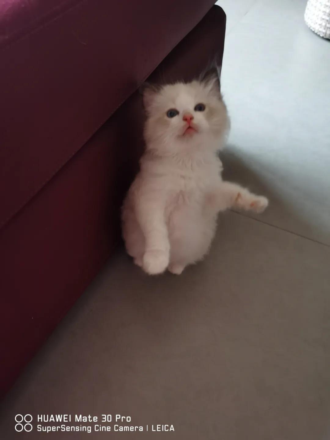 从小养的橘猫还会有野性吗,养橘猫的都是什么人