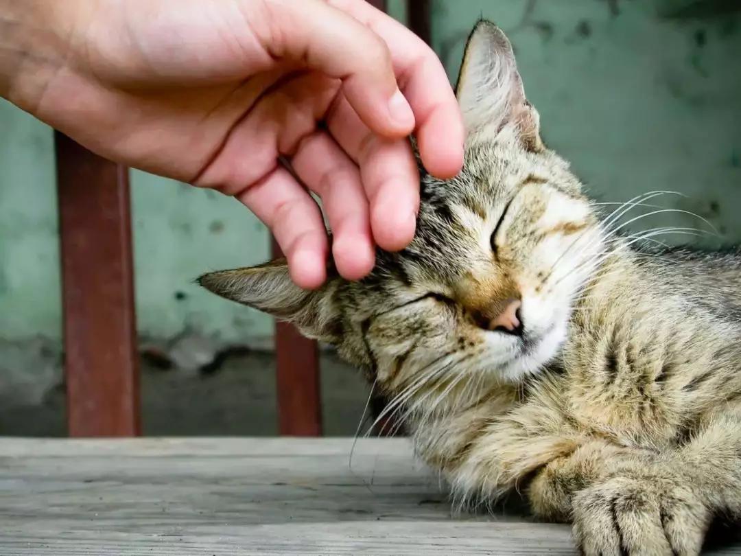 猫喜欢咬人是什么心态,猫已经养成咬人的习惯怎么纠正