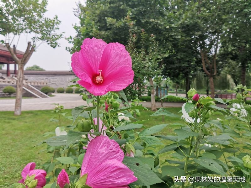 以娃的名义折腾家长怎么解决,以戏弄为目的逗孩子