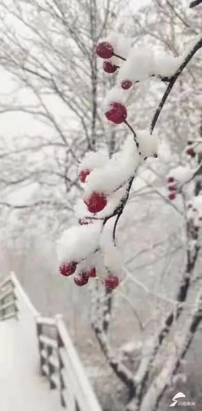 济南的初雪来了,对济南初雪的感受