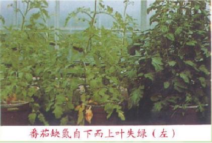 番茄各个生长期缺氮的症状,番茄苗期缺素症图片