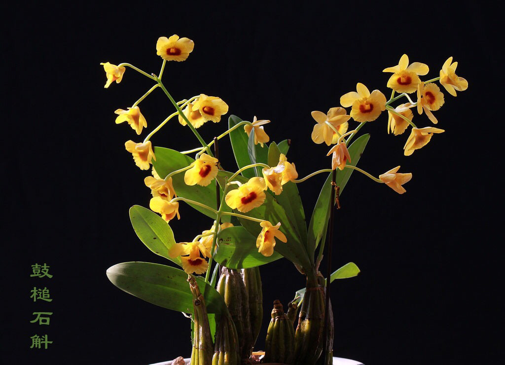 大自然石斛花,哪种石斛花好看又好吃