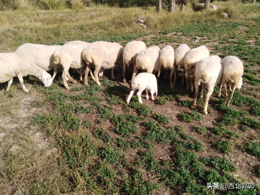 放养羊很简单?其实这些放羊技术你不一定会