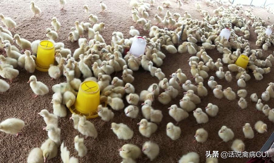 鹅食欲不振精神不佳拉稀吃什么药,鹅生病了呼噜流鼻涕