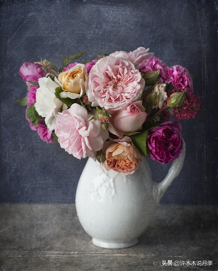 月季叶子发黄别让月季枯萎在手里,月季为什么长着黄叶死掉