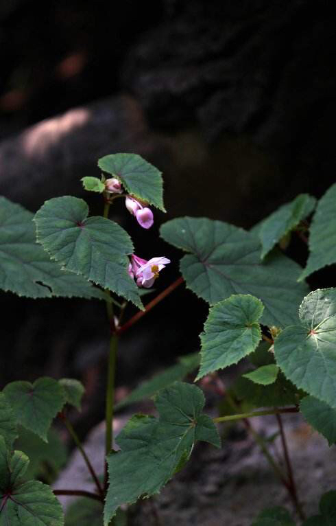 红黑二丸药材图片,红黑二丸主治什么