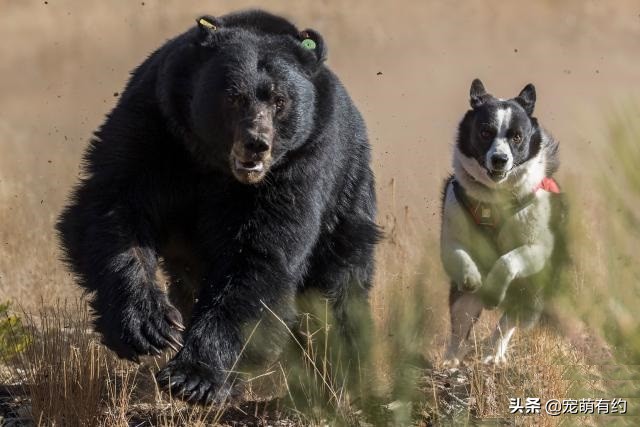 四大猎犬哪种最厉害最可怕,世界上最厉害的猎犬
