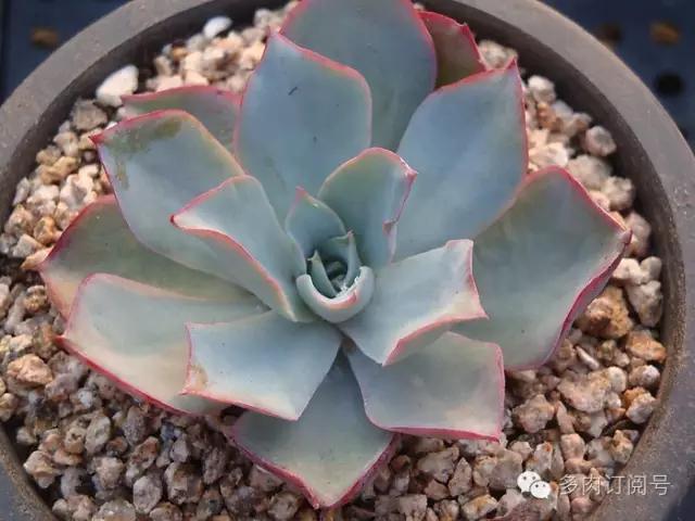 谈一谈多肉植物中的“三仙”，你了解吗