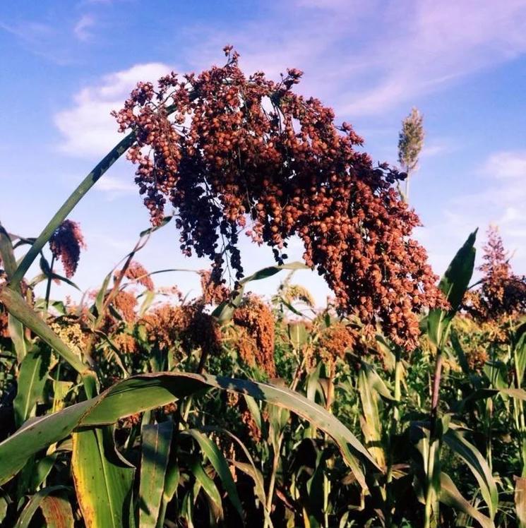 红了!红了!这些天的南充市嘉陵区龙蟠镇真的是“红遍天”了