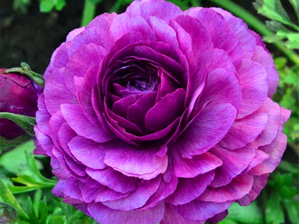 盆栽花毛茛叶片枯萎？别慌，这样处理一下，花毛茛七月也开花