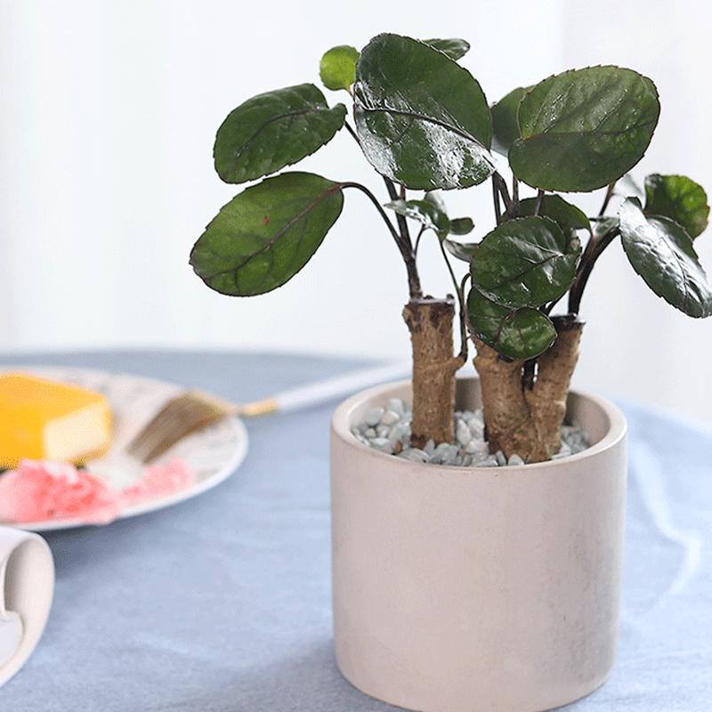 福禄桐养护方法,福禄桐绿怎么养