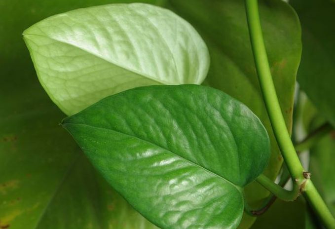 普通绿萝能养成大叶绿萝吗图片,小叶绿萝爬柱可以长成大叶绿萝吗