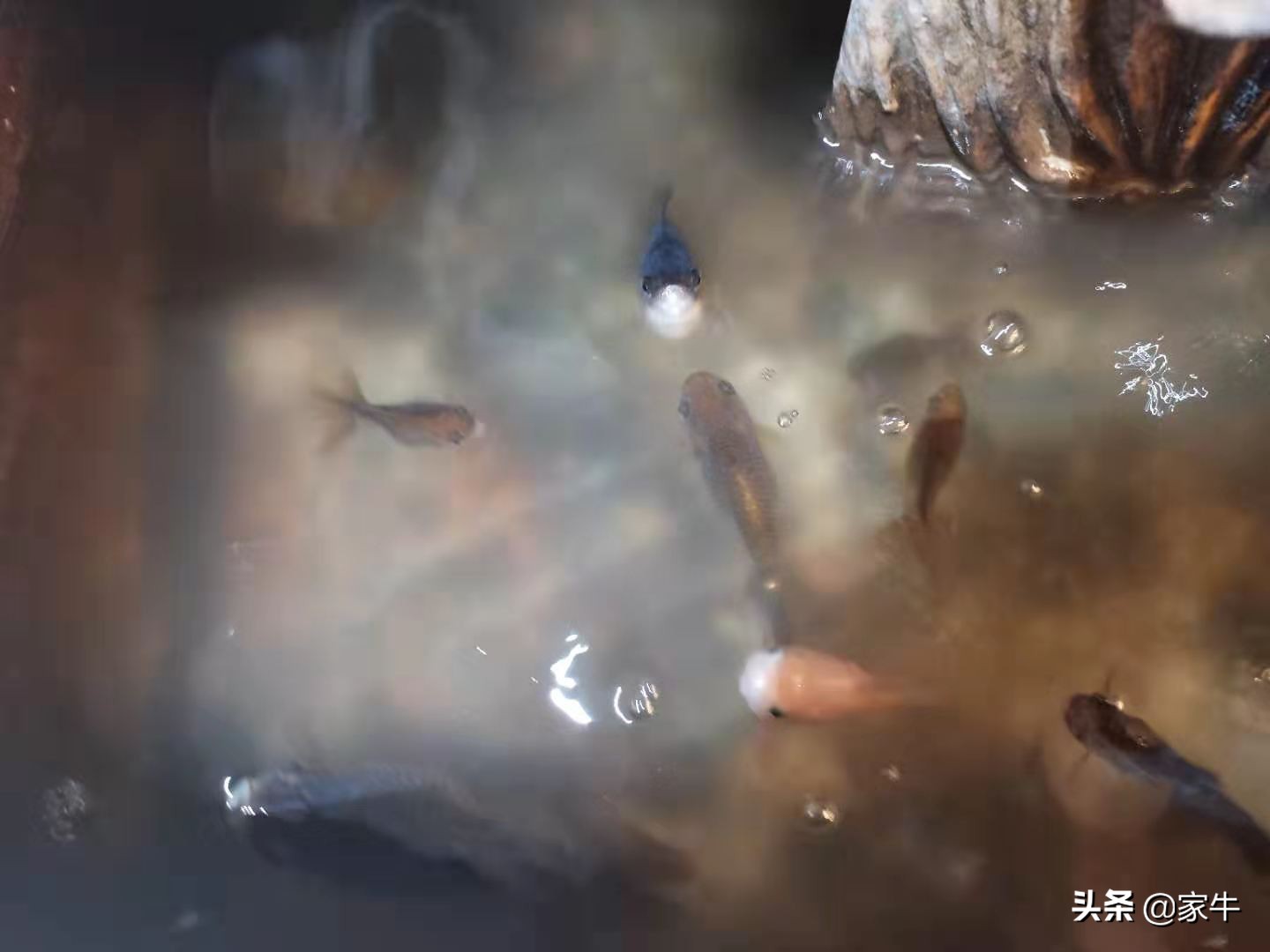 家牛的宠物龟、草金鱼、仙人球日志第328日